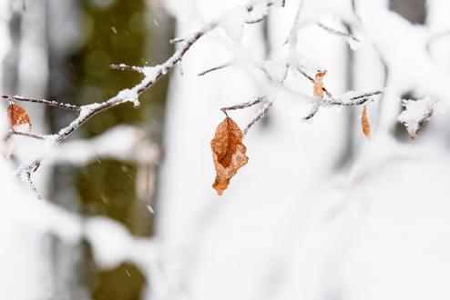 立冬 | 冬季的第一个节气